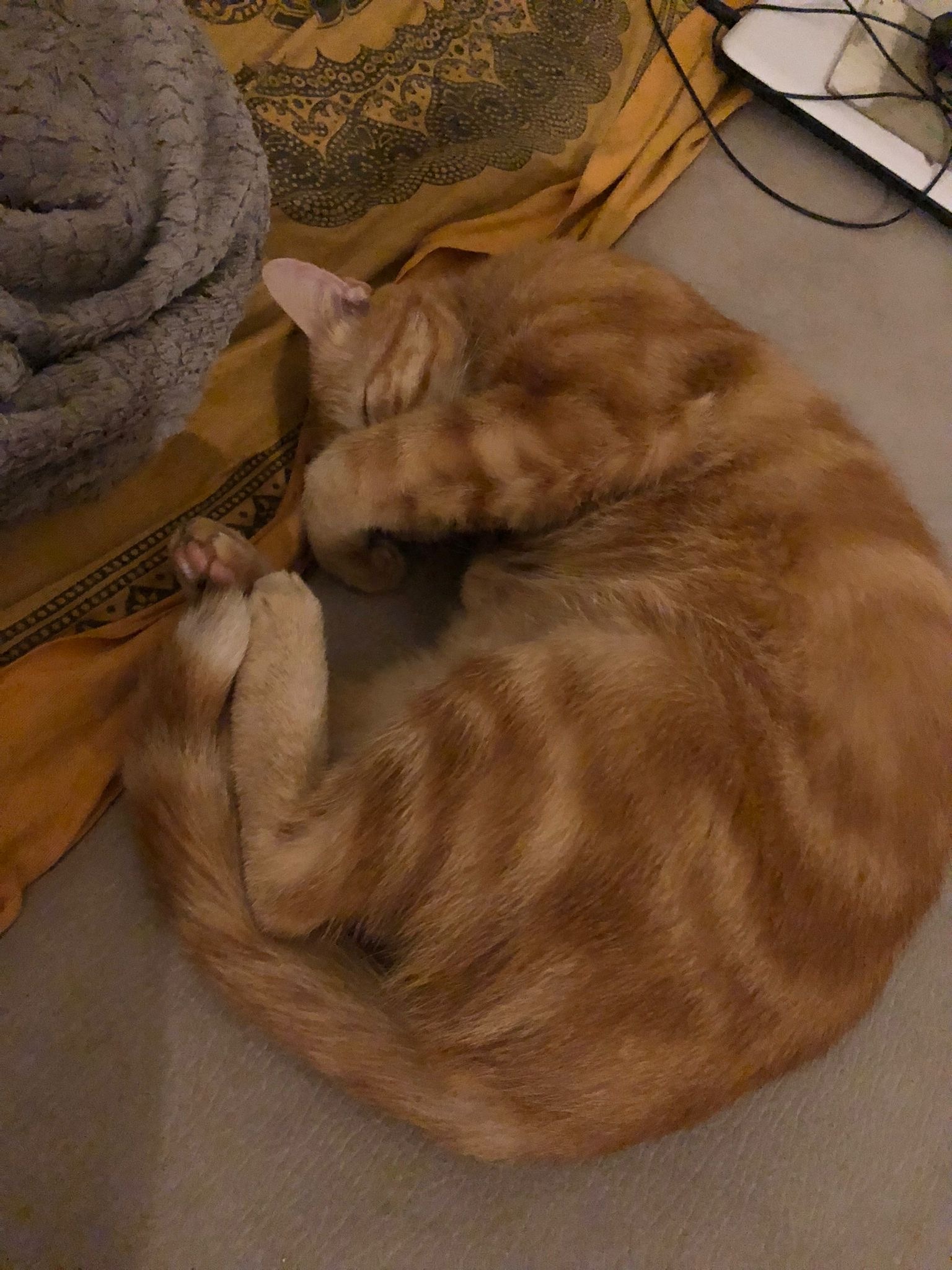 Profilo di Macinissa