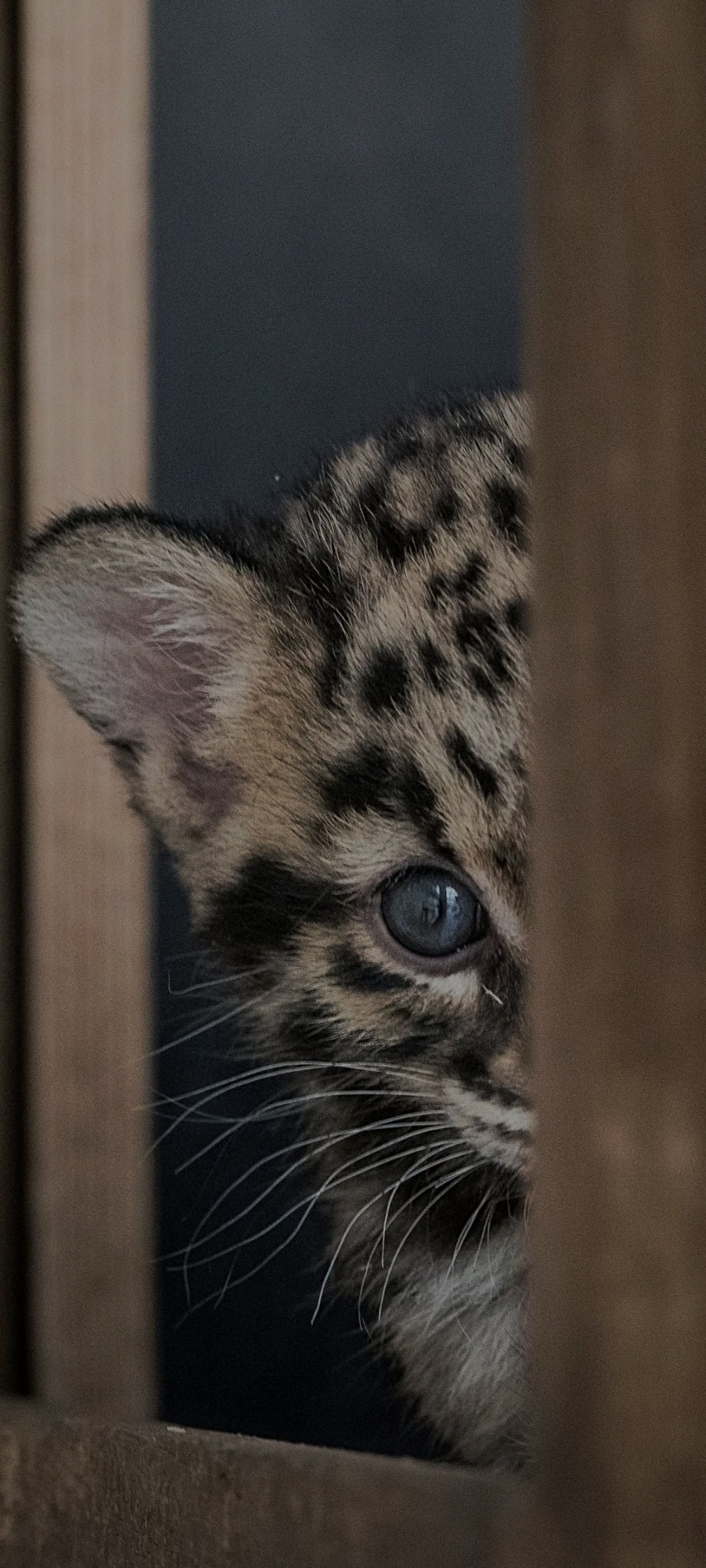 Profilo di Henri-xavier